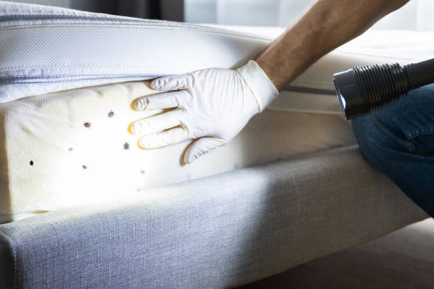 Best Insect Control  in Cleburne, TX