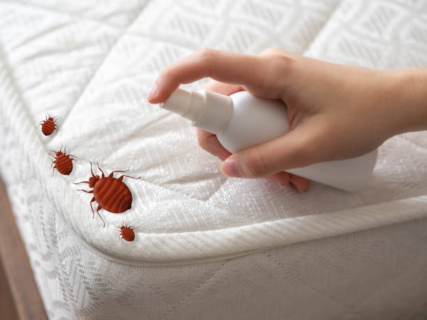 Best Flea Control Services  in Cleburne, TX
