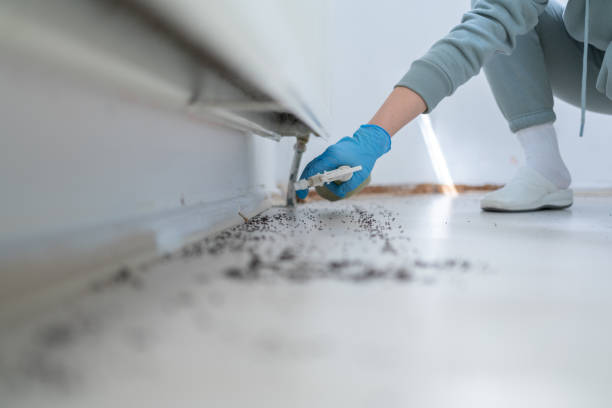 Best Wasp Removal Services  in Cleburne, TX